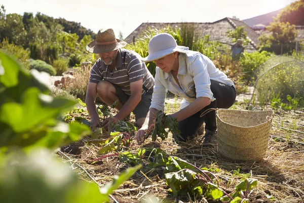 Couple mature travaillant à la campagne allotissement — Photo