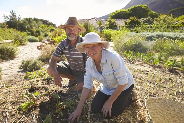 Mature couple working at countryside allotment — Stock Photo, Image