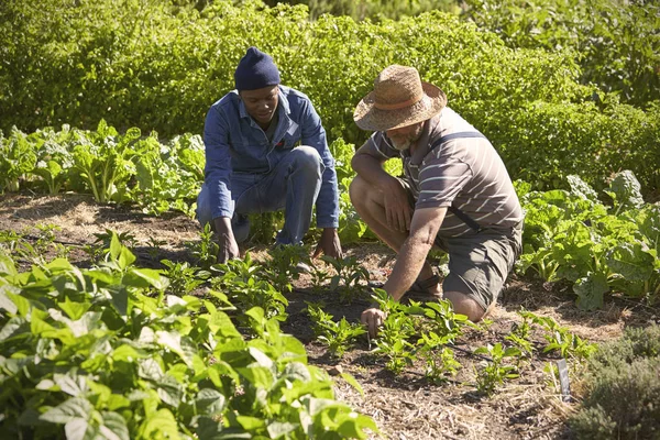 Men working together ata llotment — Stock Photo, Image