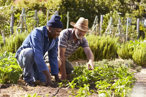 Men working together ata llotment — Stock Photo, Image