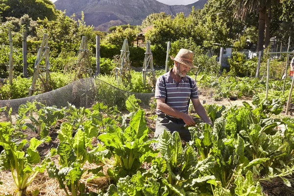 Mature man workingat countryside allotment — Stock Photo, Image