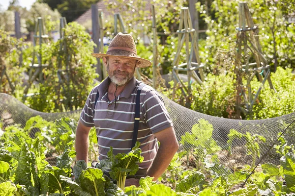 Mature man workingat countryside allotment — Stock Photo, Image