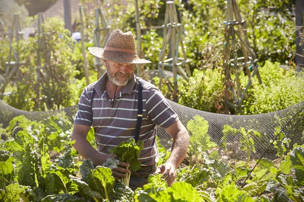 Mature man workingat countryside allotment — Stock Photo, Image