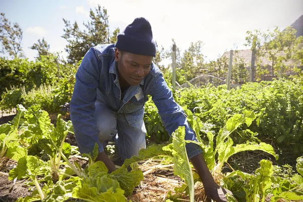 Jardinero trabajando en parcelas rurales — Foto de Stock