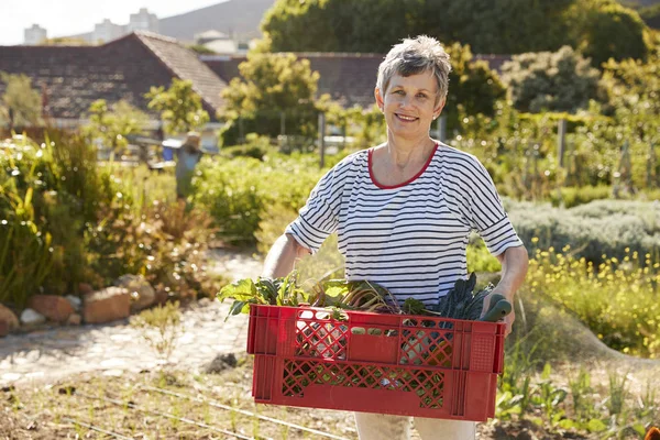 Femme récoltant des betteraves dans une caisse rouge — Photo