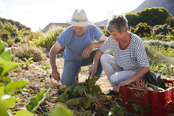 Couple mature récolte betterave — Photo