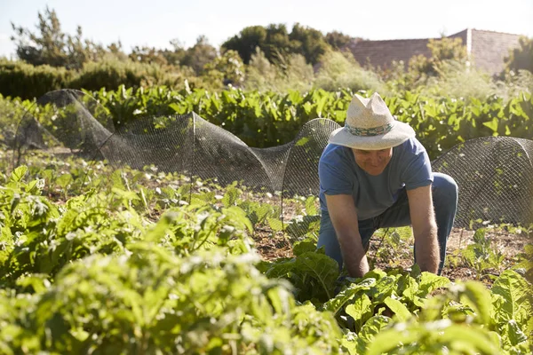 Mature man harvesting beetroot — Stock Photo, Image