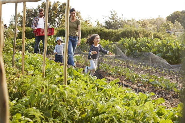 익은 야채를 수확 하는 가족 — 스톡 사진