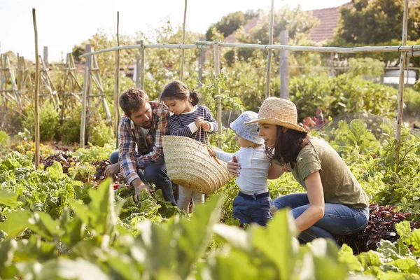 Raccolta familiare di ortaggi maturi — Foto Stock