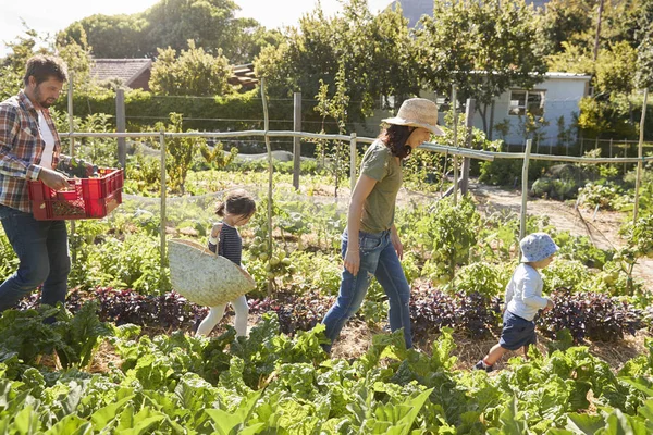 Familj skörden mogna grönsaker — Stockfoto