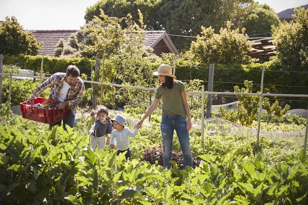 Familie rijpe fruit oogsten — Stockfoto