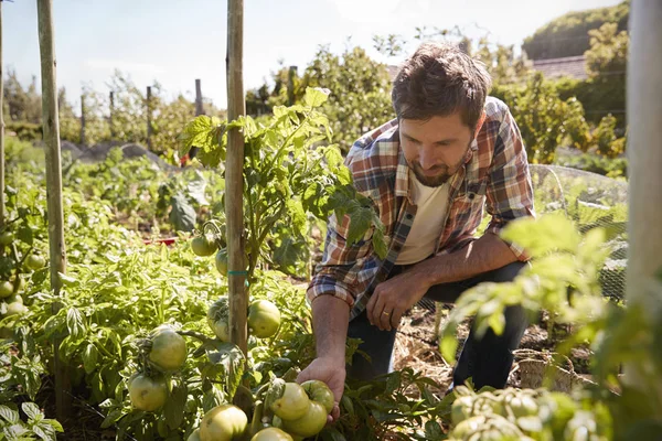 Чоловік перевіряє рослини помідорів — стокове фото