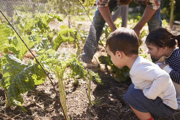 Padre e figli che guardano i raccolti — Foto Stock