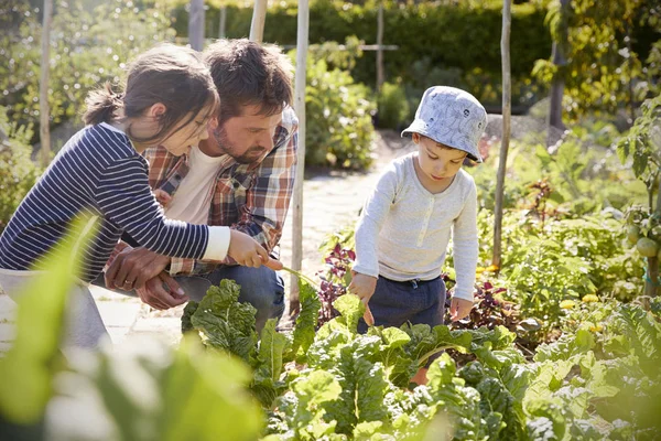 Père et enfants travaillent ensemble dans le jardin — Photo