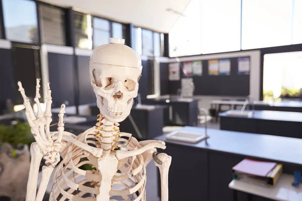 Skelettet i grundskola klassrummet — Stockfoto