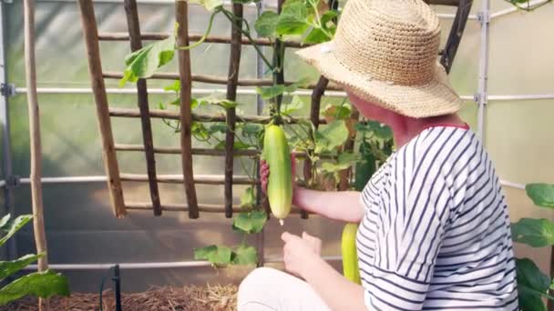 Mulher checando pepinos em estufa — Vídeo de Stock