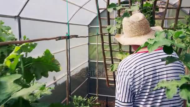 Mulher checando pepinos em estufa — Vídeo de Stock