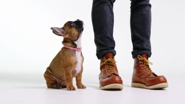 Buldogue francês assistindo bola saltitante — Vídeo de Stock