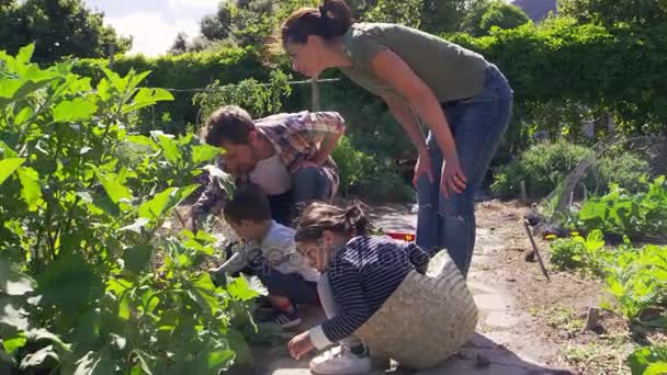 Familjen arbetar på tilldelning — Stockvideo