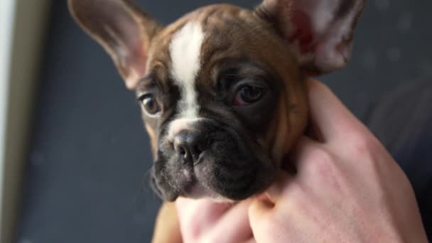 Bulldog francés cachorro cogido en las manos — Vídeos de Stock