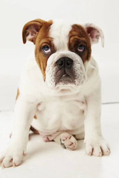 Studio Shot British Bulldog Cachorro Sentado Sobre Fondo Blanco — Foto de Stock