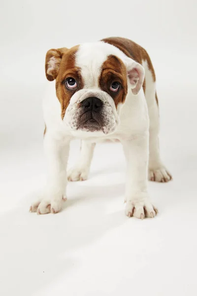 Studio Skott Brittiska Bulldog Valp Stående Vit Bakgrund — Stockfoto