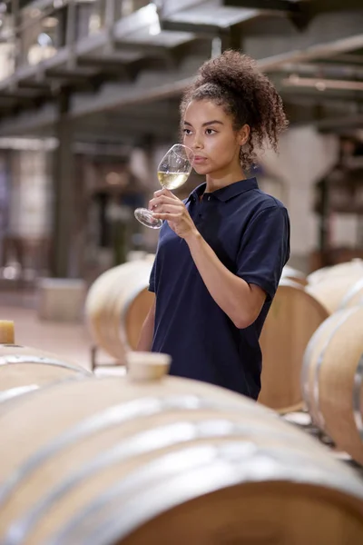 Jovem Degustação Vinhos Armazém Fábrica Vinho Vertical — Fotografia de Stock