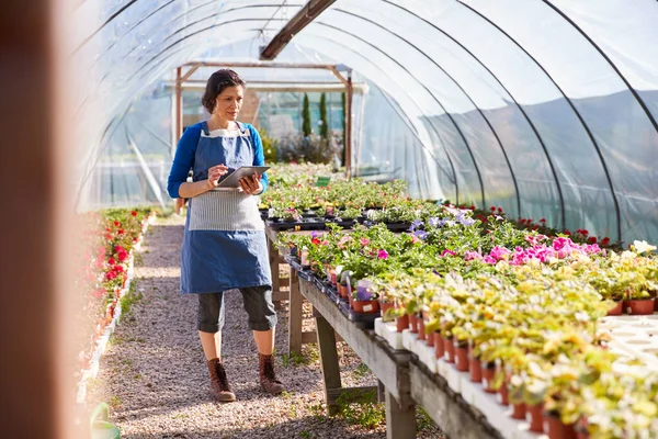 Dojrzała Kobieta Pracuje Garden Center Greenhouse Gospodarstwa Cyfrowe Tabletki Zakłady — Zdjęcie stockowe