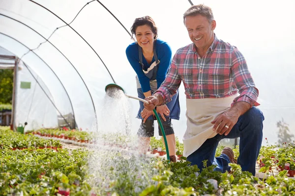 Pareja Madura Trabajando Plantas Riego Del Centro Jardinería Invernadero — Foto de Stock