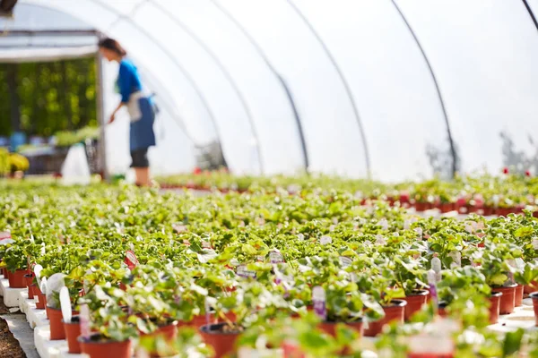 Mujer Madura Trabajando Centro Jardines Plantas Riego Invernadero — Foto de Stock