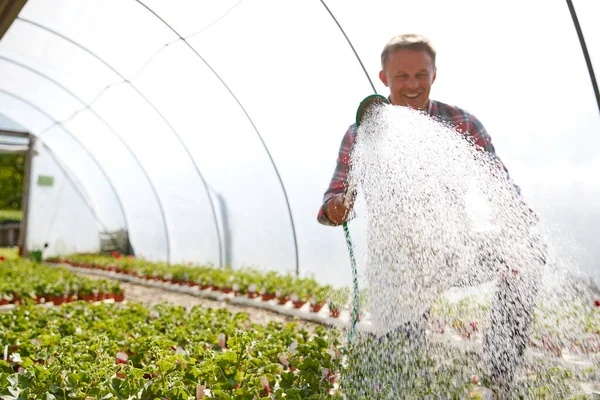 Mature Man Working Garden Center Watering Plants Greenhouse — Stock Photo, Image
