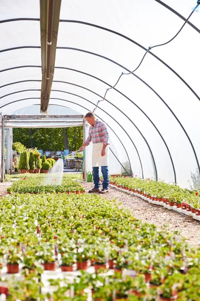 Hombre Maduro Trabajando Centro Jardinería Regando Plantas Invernadero — Foto de Stock
