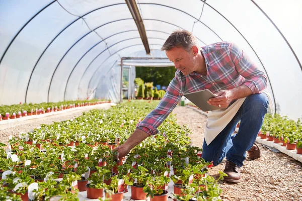 Dojrzały Mężczyzna Pracuje Garden Center Greenhouse Gospodarstwa Cyfrowe Tabletki Zakłady — Zdjęcie stockowe