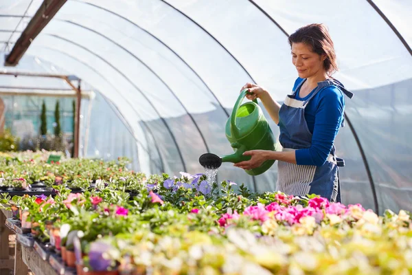 Volwassen Vrouw Werken Tuin Centrum Besproeien Planten Kas Met Gieter — Stockfoto