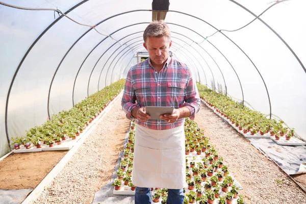 Dojrzały Mężczyzna Pracuje Garden Center Greenhouse Gospodarstwa Cyfrowe Tabletki Zakłady — Zdjęcie stockowe