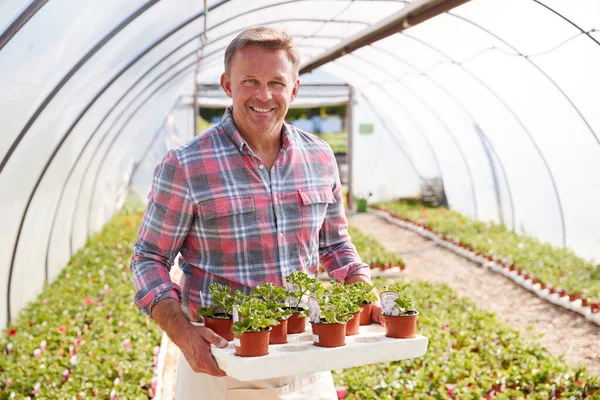Portrait Mature Man Working Garden Center Greenhouse Holding Tray Seedlings — Stock Photo, Image