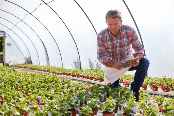 Mature Man Working Garden Center Greenhouse Holding Digital Tablet Checking — Stock Photo, Image