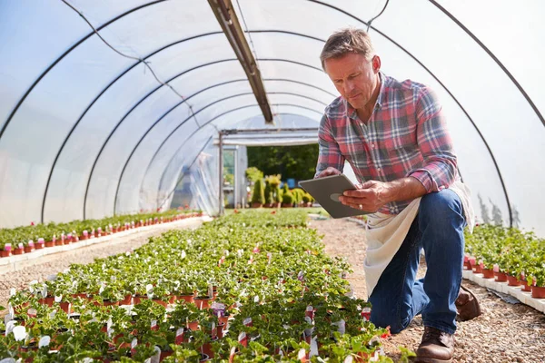 Dojrzały Mężczyzna Pracuje Garden Center Greenhouse Gospodarstwa Cyfrowe Tabletki Zakłady — Zdjęcie stockowe