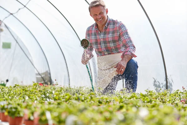 Volwassen Man Werkt Het Tuincentrum Besproeiing Planten Kas — Stockfoto