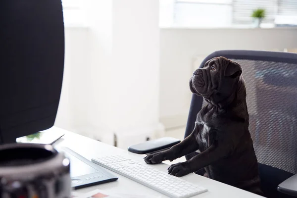 Humorístico Disparo Francés Sharpei Cachorro Sentado Silla Escritorio Mirando Computadora —  Fotos de Stock