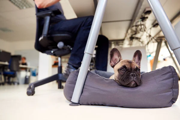 Franse Bulldog Puppy Liggen Bed Onder Bureau Office Terwijl Eigenaar — Stockfoto