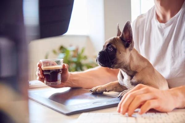 Franse Bulldog Puppy Zitten Met Eigenaar Aan Het Bureau Office — Stockfoto