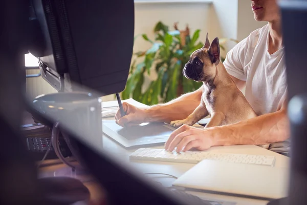 Fransız Bulldog Puppy Bilgisayar Üzerinde Çalışırken Sahibinin Yanında Oturuyor — Stok fotoğraf