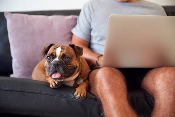 Bulldog Puppy Sitting With Owner On Sofa Whilst He Works On Laptop