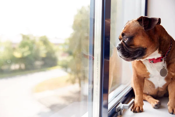 Bulldog Cucciolo Indossare Collare Guardando Fuori Dalla Finestra Dell Ufficio — Foto Stock