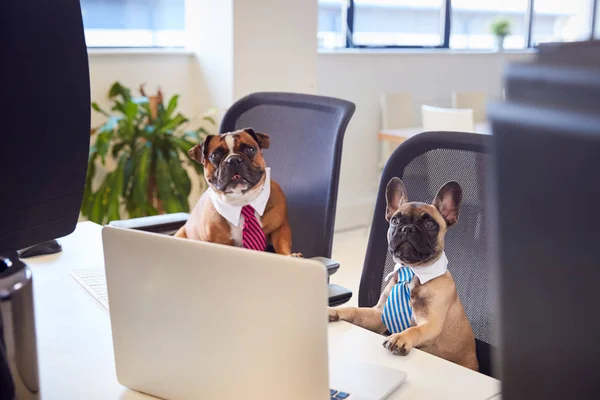 Franska Bulldog Och Bulldog Valp Klädd Som Affärsmän Sitter Vid — Stockfoto