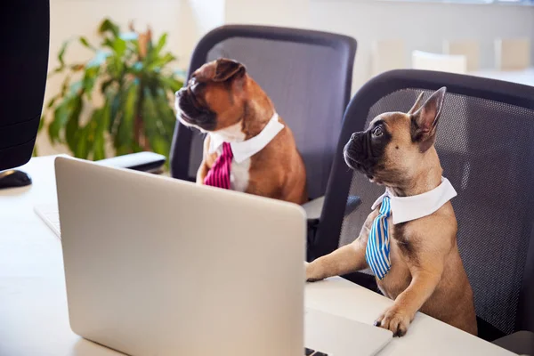 French Bulldog Bulldog Puppy Dressed Businessmen Sitting Desk Looking Computer — 图库照片