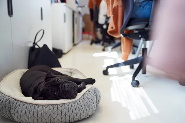 Black Sharpei Štěně Ležící Posteli Vedle Stolu Kanceláři Zatímco Majitel — Stock fotografie