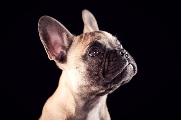 Studio Portret Van Franse Bulldog Puppy Tegen Zwarte Achtergrond — Stockfoto