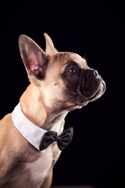 Studioporträt Einer Französischen Bulldogge Mit Fliege Und Kragen Vor Schwarzem — Stockfoto